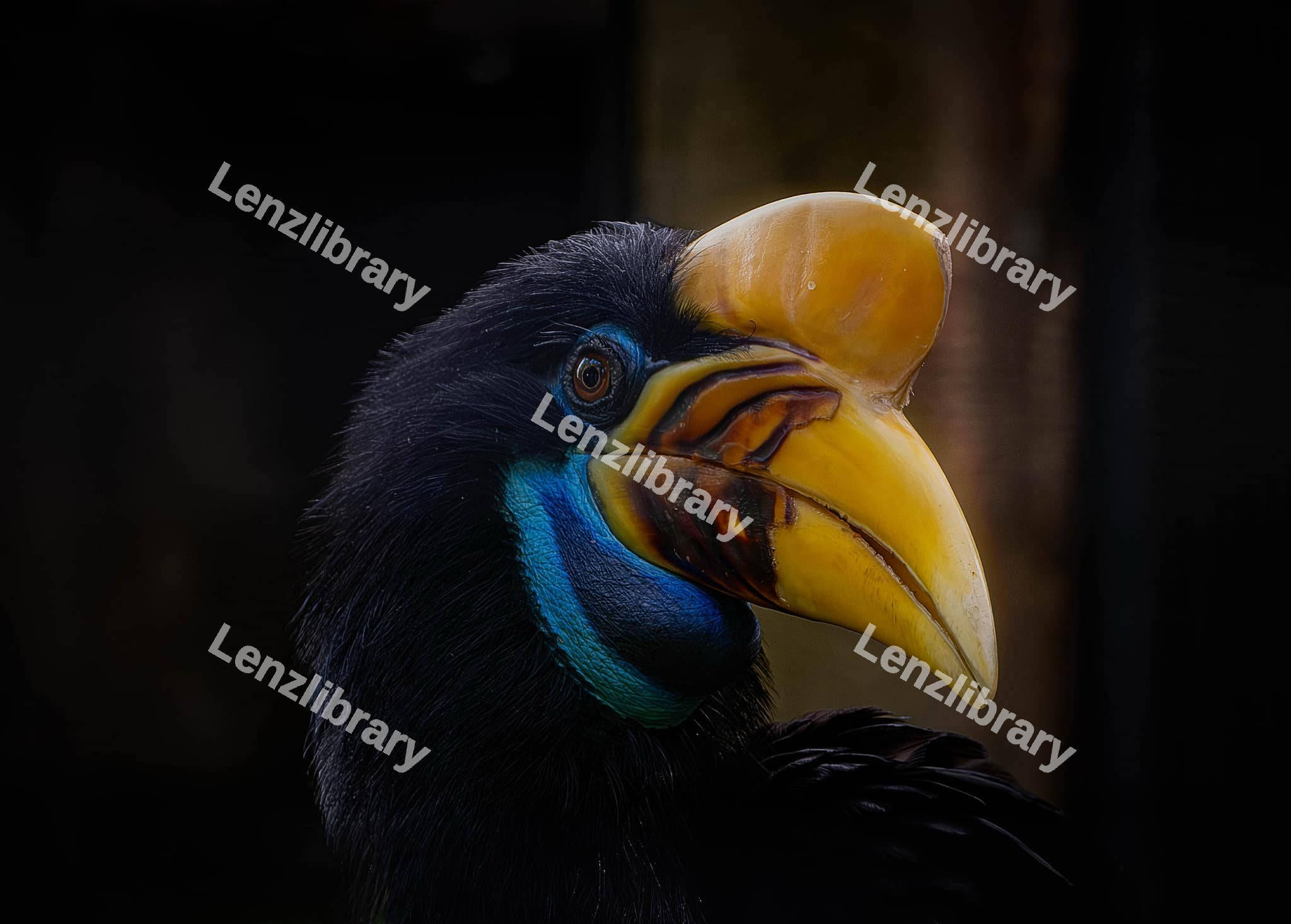 Knobbed Hornbill Bird